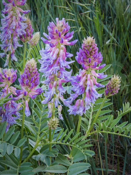 Two-Grooved Milkvetch 2.jpg